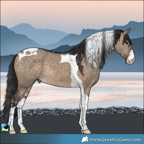 Horse Color:Brown Dun Sabino Tobiano 