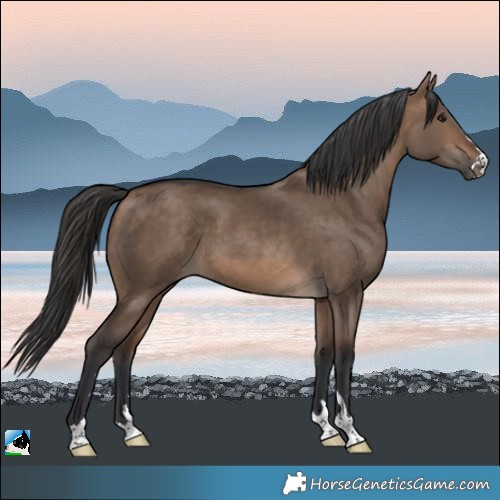 Horse Color:Brown Dun