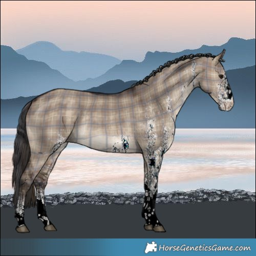 Horse Color:Plaid  White Spotted Brown Dun Rabicano 