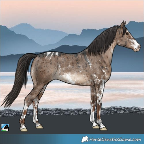 Horse Color:Liver Red Dun Sabino Appaloosa Rabicano Brindle