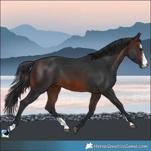 Horse Color:Brown Sabino Rabicano 