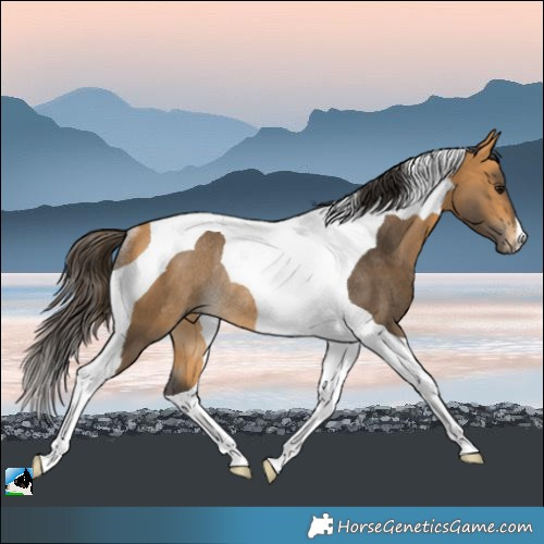 Horse Color:Buckskin Tobiano Rabicano 