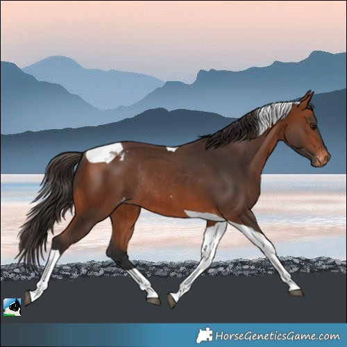 Horse Color:Bay Tobiano Appaloosa Rabicano 