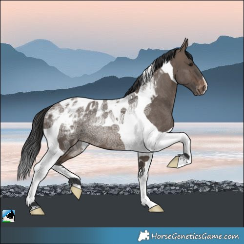 Horse Color:Brown Ice Dun Tobiano Appaloosa Rabicano 