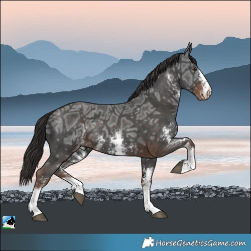 Horse Color:Liver Chestnut Ice Sabino Appaloosa Rabicano