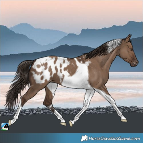 Horse Color:Liver Red Dun Tobiano Appaloosa 