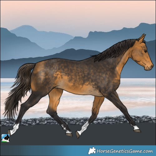 Horse Color:Buckskin Tobiano 
