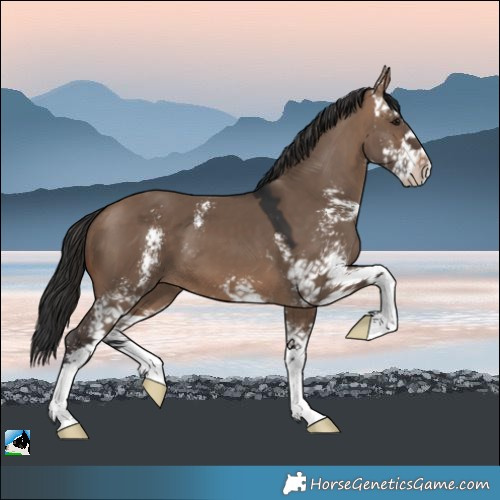 Horse Color:Brown Dun Sabino
