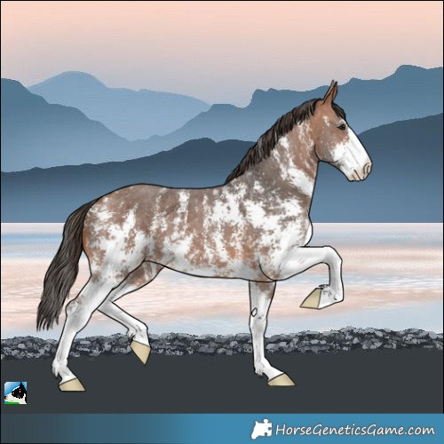 Horse Color:Bay Sabino Appaloosa 
