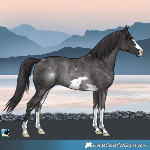 Horse Color:Smoky Black Rabicano 