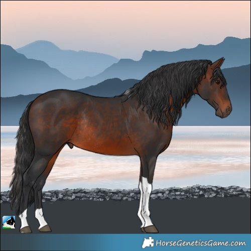 Horse Color:Brown Tobiano Rabicano