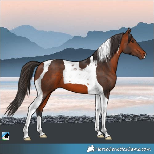Horse Color:Bay Tobiano 