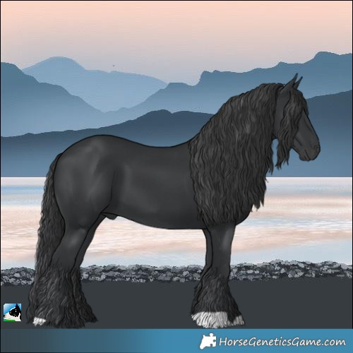 Horse Color:Black 