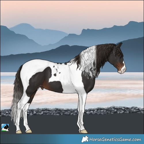 Horse Color:Liver Chestnut Tobiano Appaloosa 