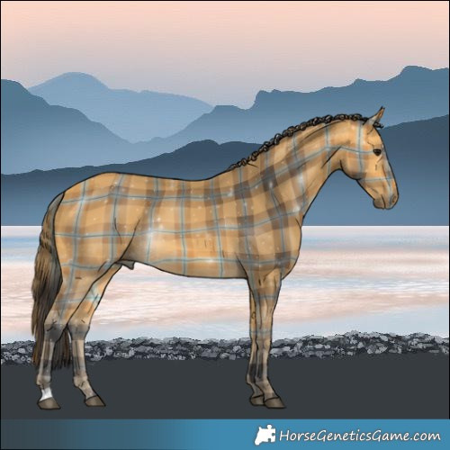 Horse Color:Plaid Buckskin