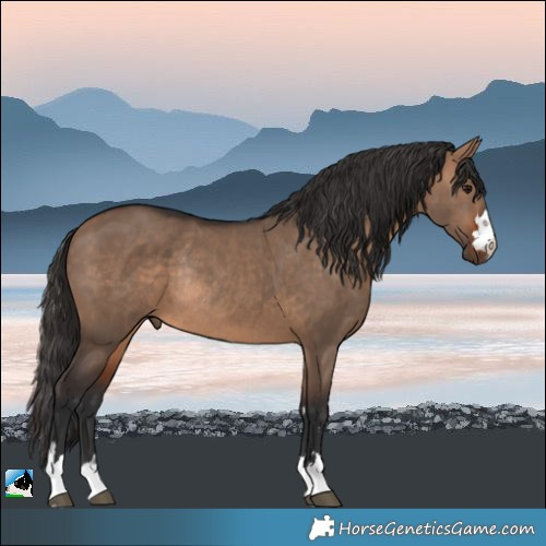 Horse Color:Bay Dun Rabicano