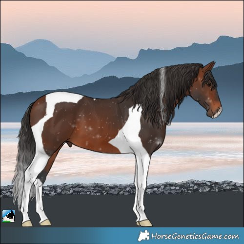 Horse Color:Brown Tobiano 