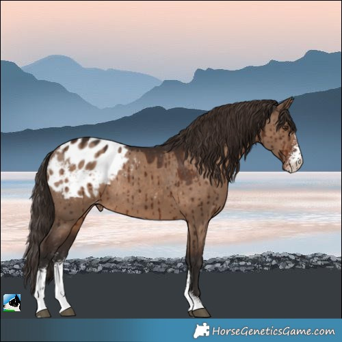 Horse Color:Liver Red Dun Sabino Appaloosa Rabicano Brindle 