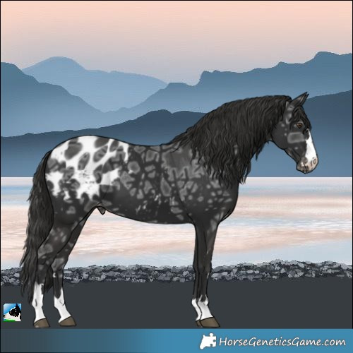 Horse Color:Liver Chestnut Ice Appaloosa 