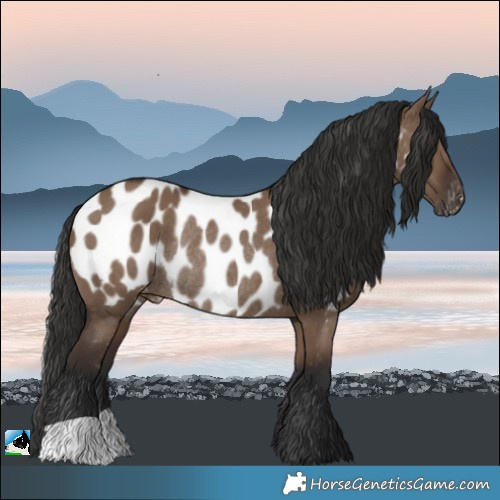 Horse Color:Liver Red Dun Appaloosa Rabicano