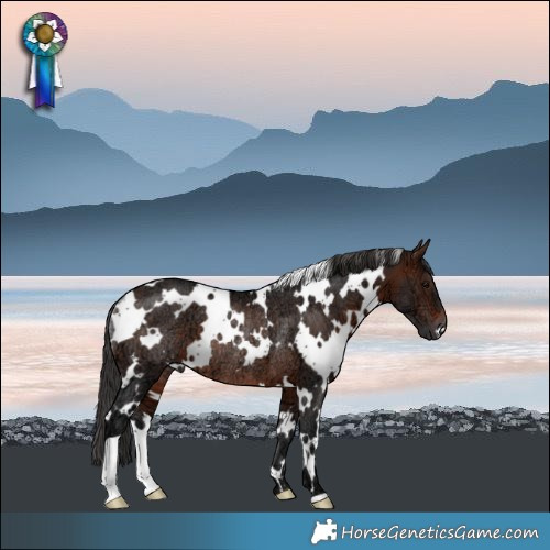 Horse Color:White Spotted Brown Ice Rabicano 