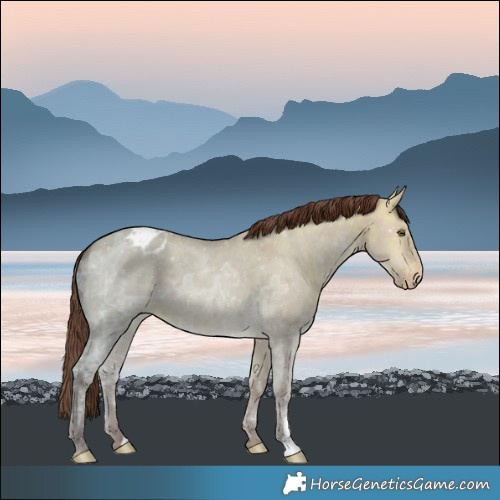 Horse Color:Sable Champagne Ice Dun Appaloosa 