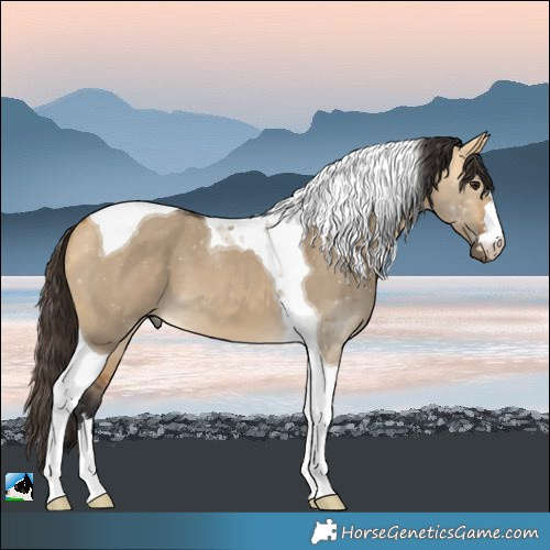 Horse Color:Buckskin Dun Tobiano 