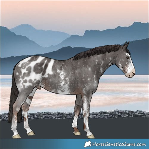 Horse Color:Liver Chestnut Sabino Appaloosa Rabicano