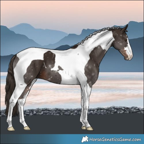 Horse Color:Liver Chestnut Tobiano