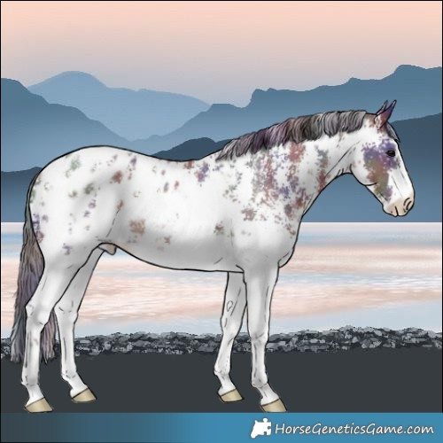 Horse Color:Nacre Brown Sabino Blanket Rabicano 