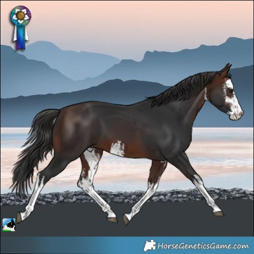 Horse Color:White Spotted Brown