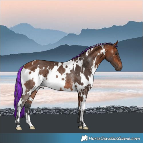 Horse Color:Painted White Spotted Bay Rabicano 