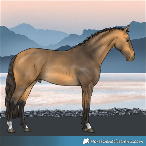 Horse Color:Buckskin Rabicano 