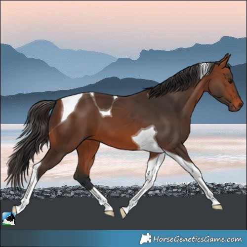 Horse Color:Bay Tobiano