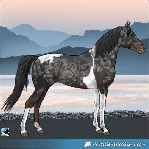 Horse Color:Liver Chestnut Ice Tobiano Appaloosa Rabicano 