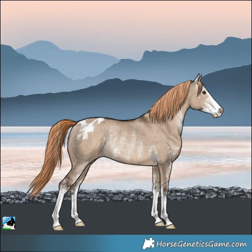 Horse Color:Liver Red Dun Sabino Varnish Rabicano