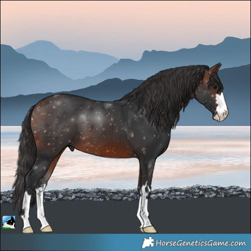 Horse Color:Brown 