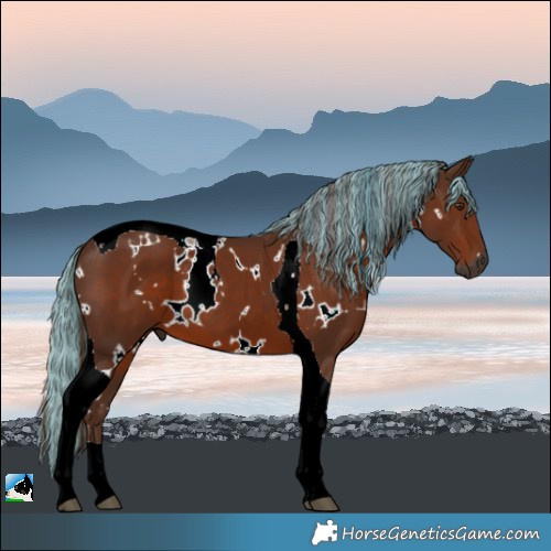 Horse Color:Gray Painted White Spotted Chestnut Tobiano