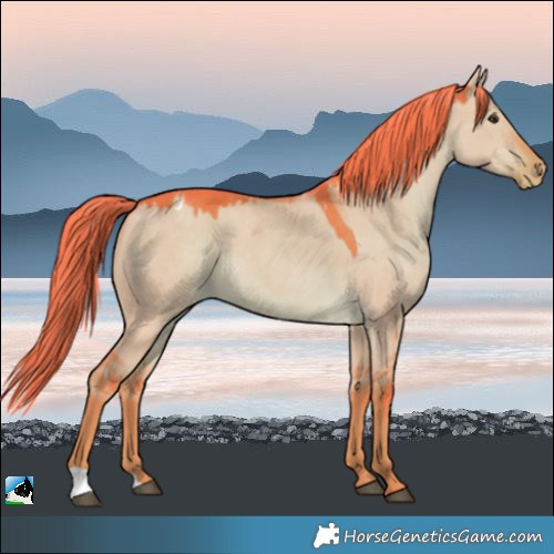 Horse Color:Watercolor Liver Red Dun Appaloosa 