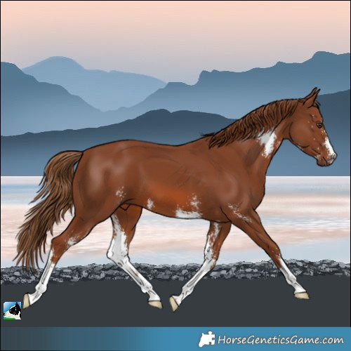 Horse Color:Chestnut Sabino