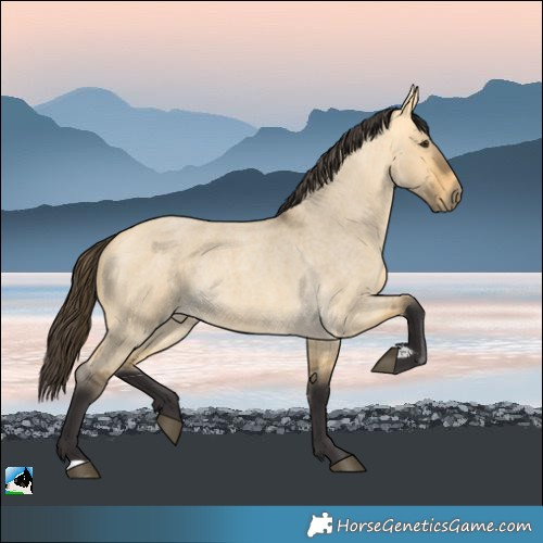 Horse Color:Buckskin Roan Dun Rabicano 