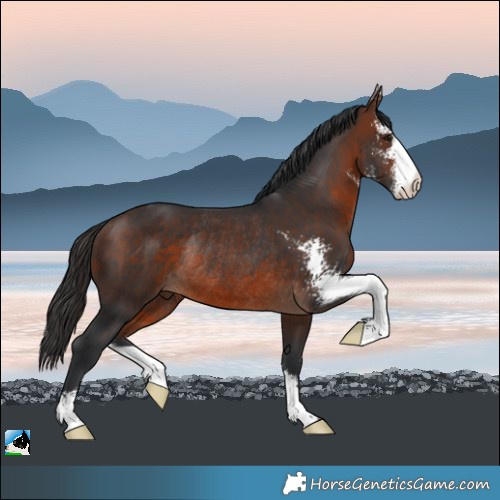 Horse Color:Brown Sabino Rabicano 