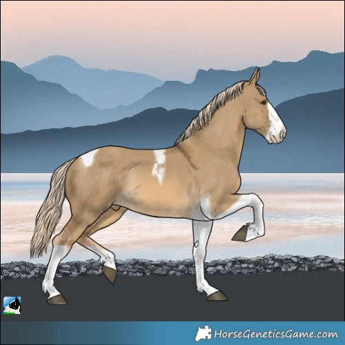 Horse Color:Chocolate Palomino Dun Sabino Tobiano Rabicano