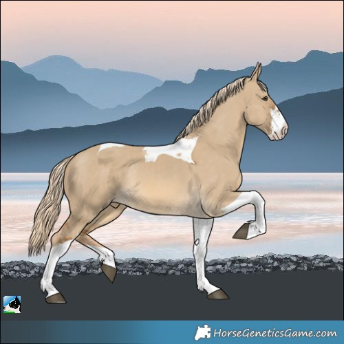 Horse Color:Chocolate Palomino Dun Sabino Tobiano Rabicano 