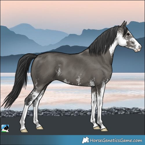 Horse Color:Grullo Sabino