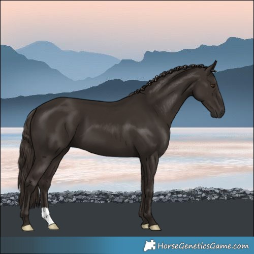 Horse Color:Liver Chestnut 