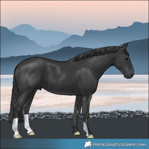 Horse Color:Black 