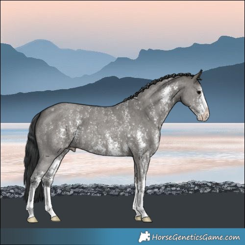 Horse Color:Grullo Sabino 