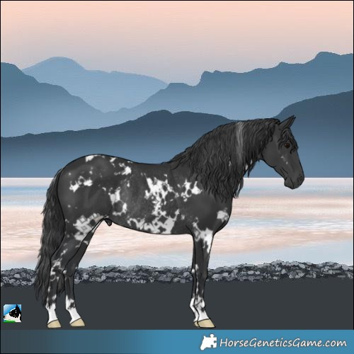 Horse Color:White Spotted Black Rabicano