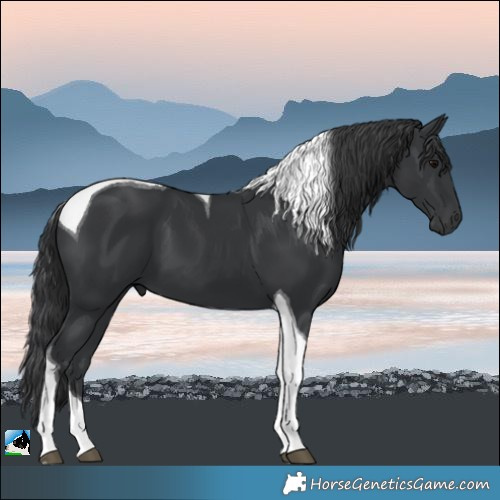 Horse Color:Black Tobiano